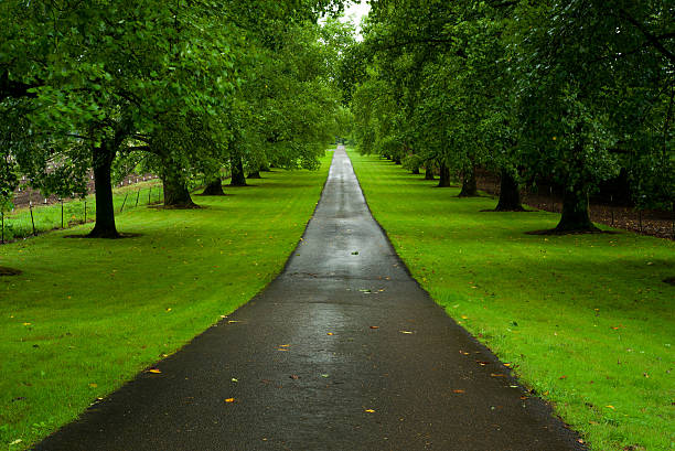 Tree-lined road after summer rain Tree-lined road after summer rain tree lined driveway stock pictures, royalty-free photos & images