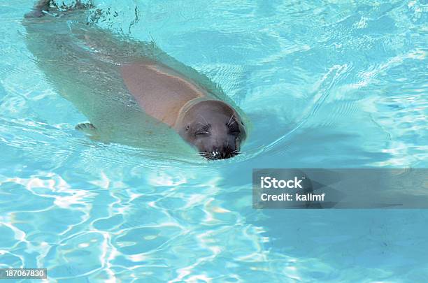 Foca Della Groenlandia - Fotografie stock e altre immagini di Foca della Groenlandia - Foca della Groenlandia, Acqua, Animale