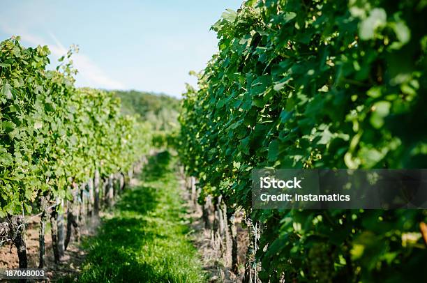 Green Vineyard In Germany Stock Photo - Download Image Now - Agriculture, Autumn, Bunch