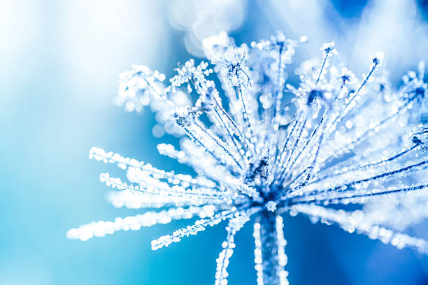 istock Ice covered plant close-up 187068089