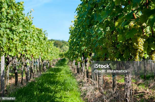 Green Vineyard In Germany Stock Photo - Download Image Now - Agriculture, Autumn, Bunch