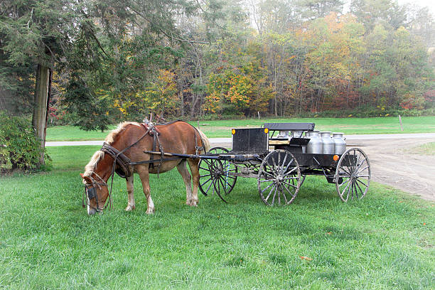 amish leche wagon - belgian horse fotografías e imágenes de stock