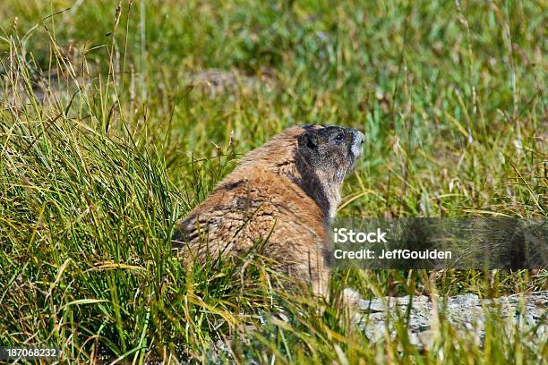 Marmota Olímpico Foto de stock y más banco de imágenes de Aire libre - Aire libre, Alimentar, América del norte