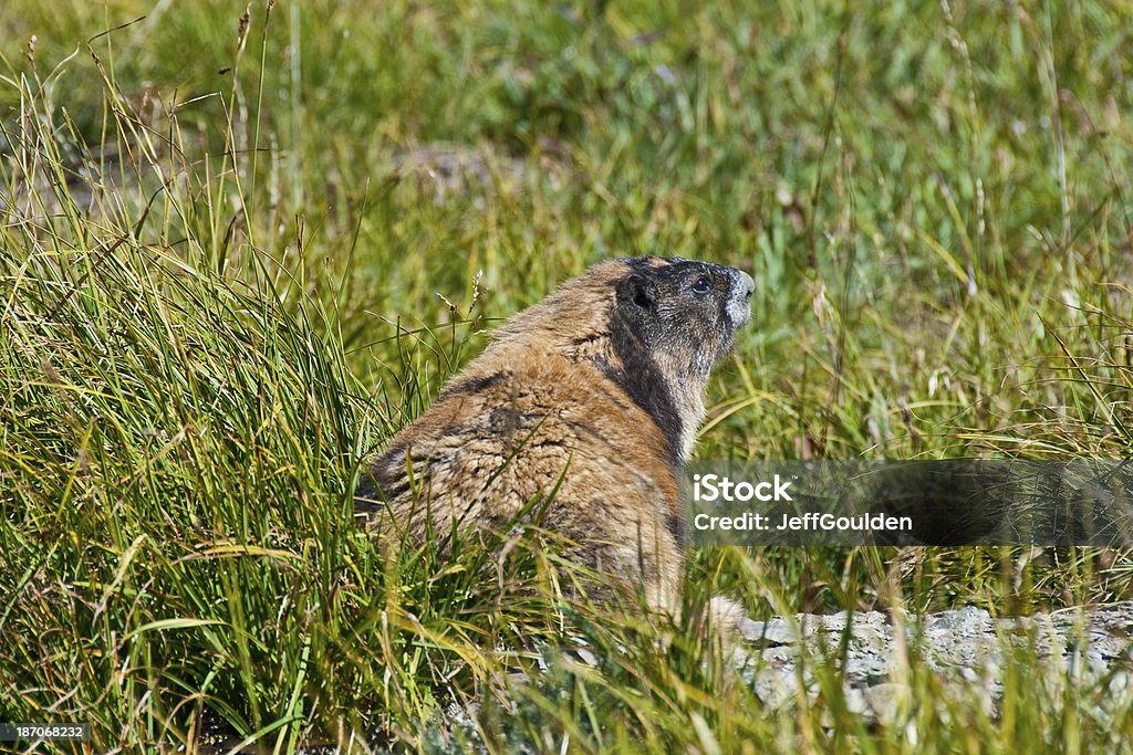 Marmotta Olimpico - Foto stock royalty-free di Ambientazione esterna