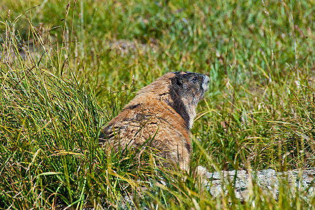 Olympic Marmot The Olympic Marmot (Marmota olympus) is a large member of the squirrel family that lives only on the Olympic Penninsula of Washington State. This marmot is standing and looking out from its burrow in Badger Valley in Olympic National Park near Port Angeles, Washington State, USA. jeff goulden olympic national park stock pictures, royalty-free photos & images