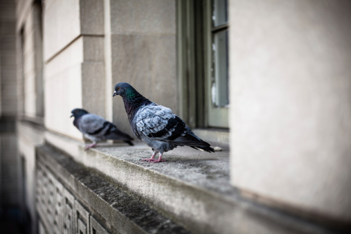 Two pigeons on a window