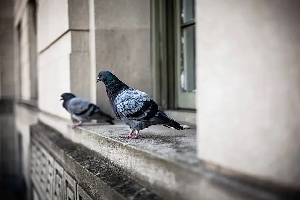 Photo of Two Pigeons on a Window in Washington DC