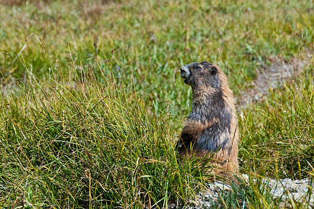 marmota olímpico - olympic marmot fotografías e imágenes de stock