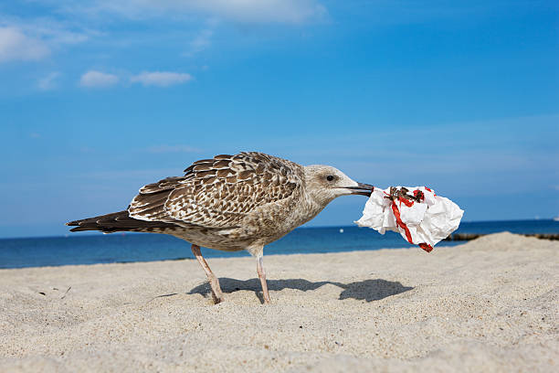 Young sea gull on the beach with garbage in it's beak. Young sea gull foraging for food by stealing paper bags from tourists. XXXL (Canon Eos 1Ds Mark III)