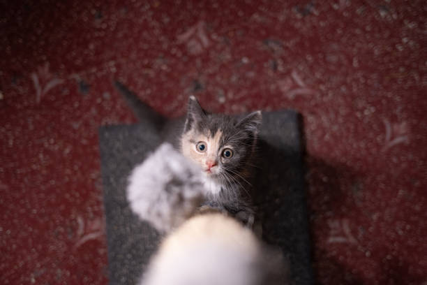 Grey beige and white kitten looking up to the camera.