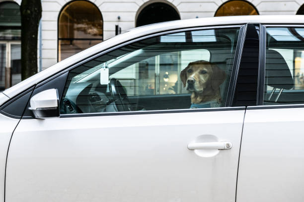istock Dog driver waiting in a car for the next passenger.. 1870686345