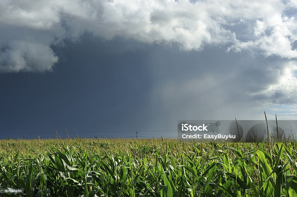 Burza i cornfield - Zbiór zdjęć royalty-free (Bez ludzi)