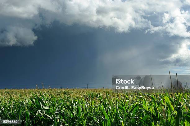 Burza I Cornfield - zdjęcia stockowe i więcej obrazów Bez ludzi - Bez ludzi, Burza, Burza z piorunami