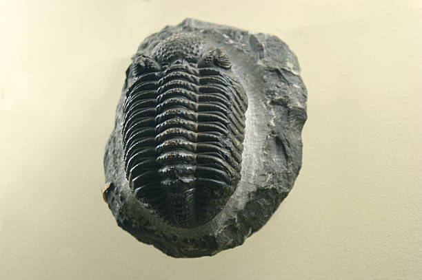 istock One trilobites in the stone. 187068807