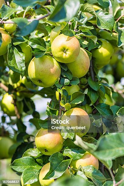 Grüne Äpfel Stockfoto und mehr Bilder von Apfel - Apfel, Apfelbaum, Apfelgarten