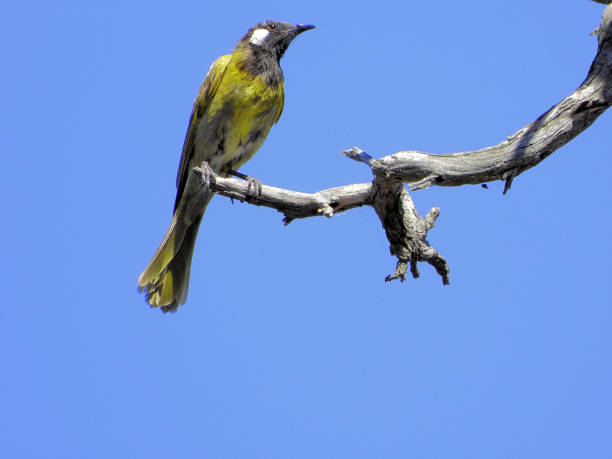 istock Kamarooka, Victoria, Australia 1870688642