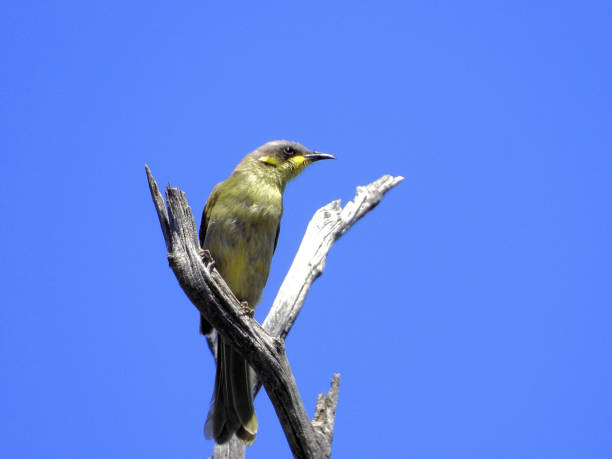 In Goldfields Country The purple-gaped honeyeater is a species of bird in the family Meliphagidae. It is endemic to semi-arid southern Australia, where it inhabits mallee, tall heath and associated low eucalypt woodland.