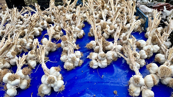 Kastamonu garlic