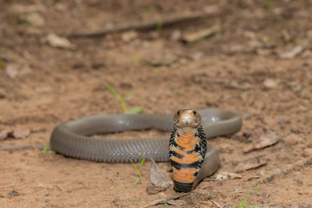 istock Mozambique Spitting Cobra (Naja mossambica) 1870704045