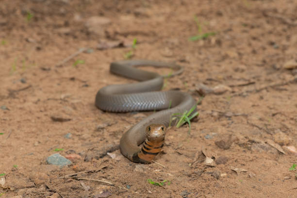 istock Mozambique Spitting Cobra (Naja mossambica) 1870704054