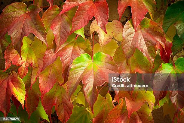 Parthenocissus Quinquefolia Stock Photo - Download Image Now - Autumn, Beauty In Nature, Botany