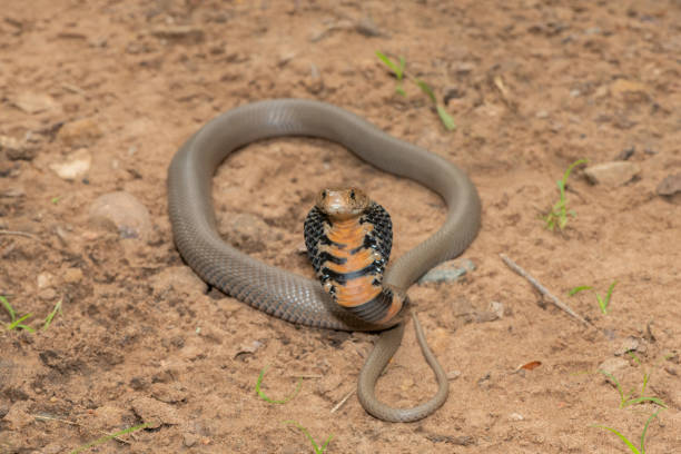 istock Mozambique Spitting Cobra (Naja mossambica) 1870708818