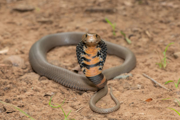 Mozambique Spitting Cobra (Naja mossambica)