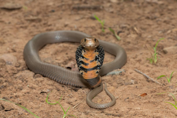 istock Mozambique Spitting Cobra (Naja mossambica) 1870709854