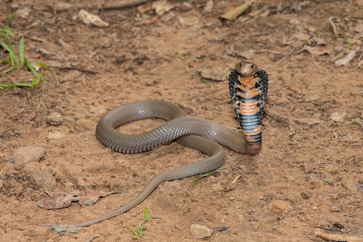 Closeup of a wild Mozambique Spitting Cobra (Naja mossambica) displaying its signature hood