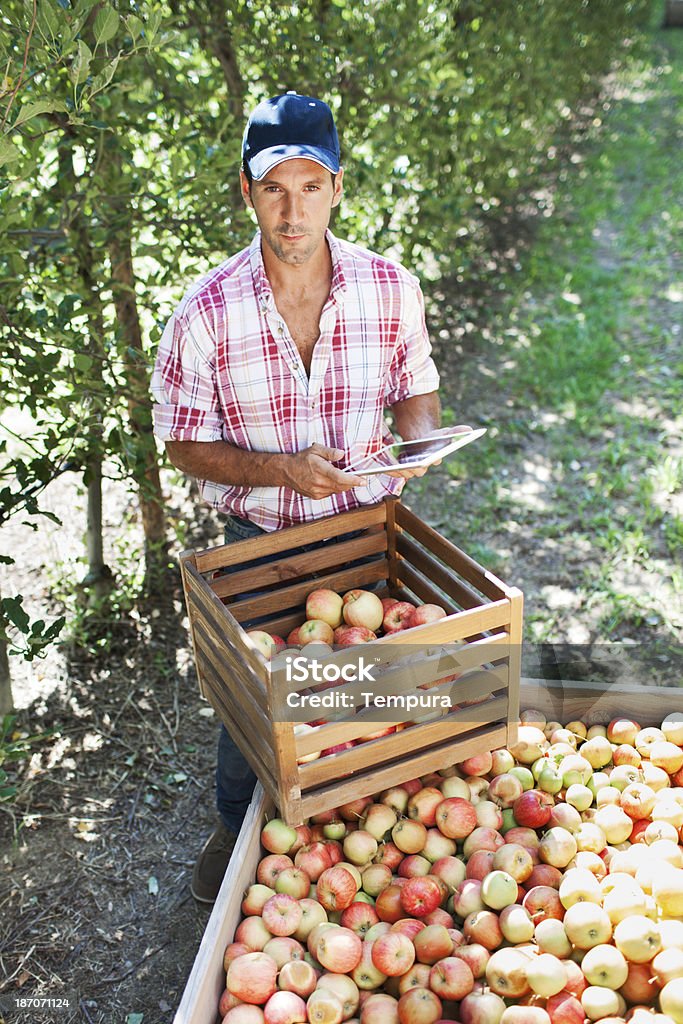 Pomar de maçãs e colheita. - Foto de stock de 30-34 Anos royalty-free