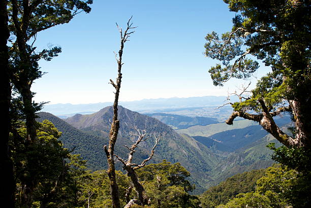 parc national de kahurangi vue du mont arthur, de motueka - southern beech photos et images de collection