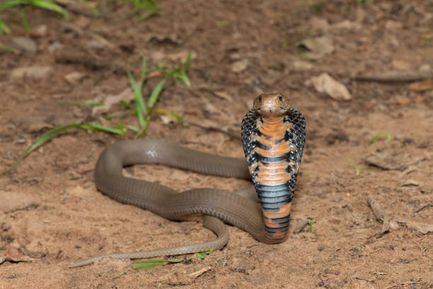 istock Mozambique Spitting Cobra (Naja mossambica) 1870711928