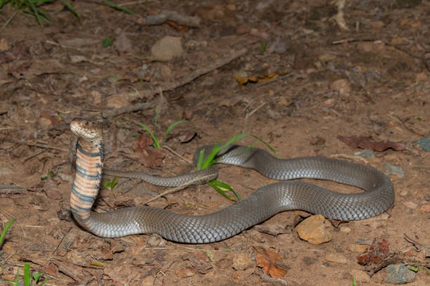 istock Mozambique Spitting Cobra (Naja mossambica) 1870713097