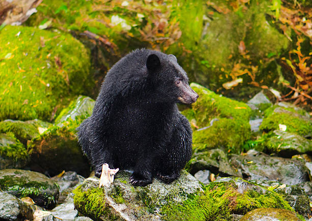 Black Bear in the Rain Forest, Canada