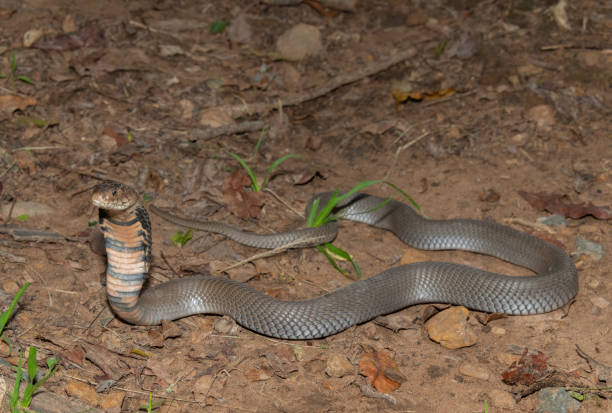 istock Mozambique Spitting Cobra (Naja mossambica) 1870713690