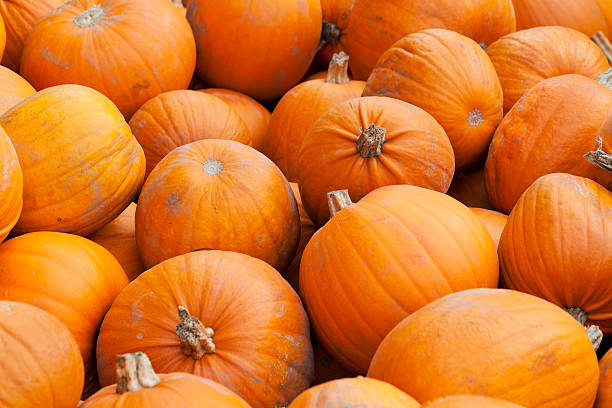 istock Background. Lots of pumpkins. 187071393