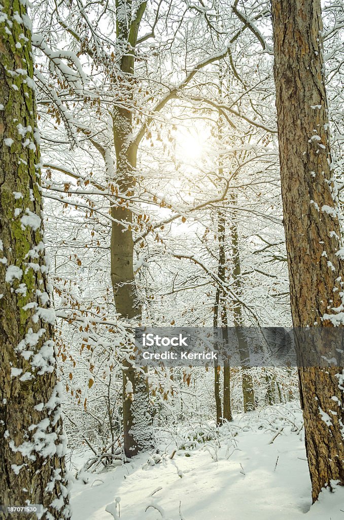 Laubwaldes im Schnee - Lizenzfrei Ast - Pflanzenbestandteil Stock-Foto