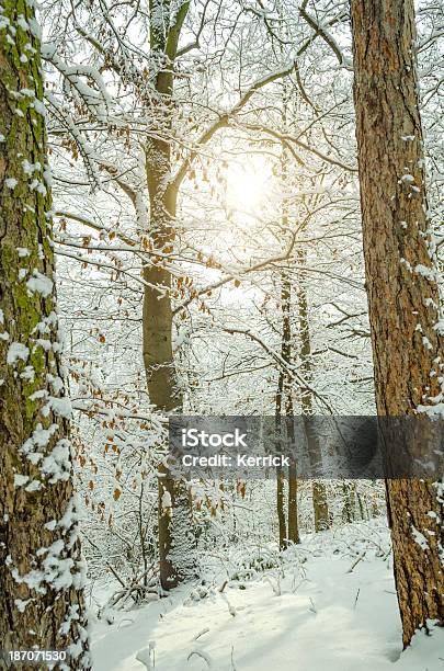 Laubwaldes Im Schnee Stockfoto und mehr Bilder von Ast - Pflanzenbestandteil - Ast - Pflanzenbestandteil, Baum, Fotografie