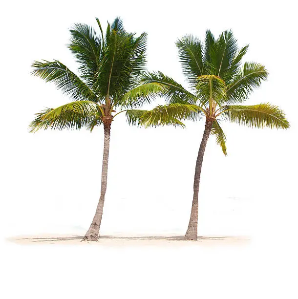 Two fantastic palms in front of a white background.