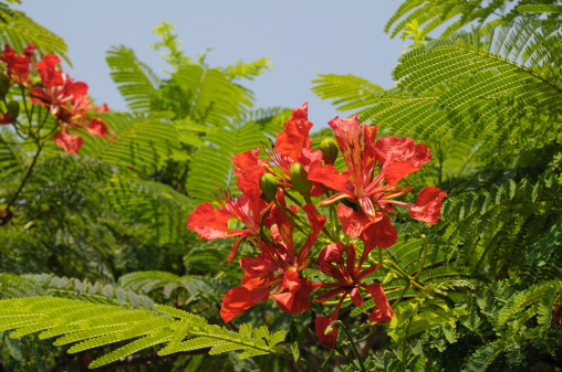 Blossom of a flame tree in Tenerife