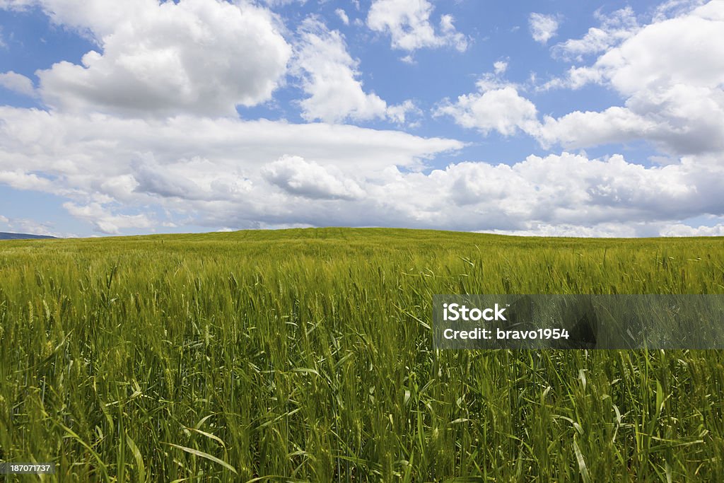 Tuscany Beautiful green field in Tuscany Agricultural Field Stock Photo