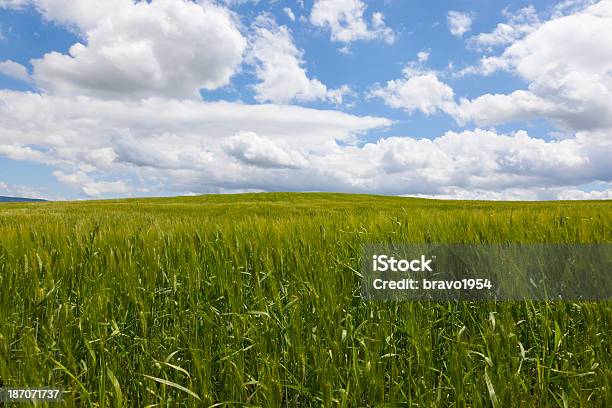 Tuscany Stock Photo - Download Image Now - Agricultural Field, Agriculture, Beauty In Nature