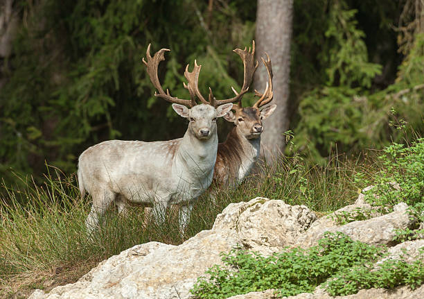 istock Two Fallow Deer Stags In The Wild 187071956