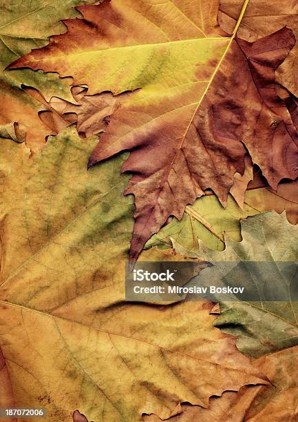 Wysokiej Rozdzielczości Spadek Suchości Liście Klonu Jesienią Tło - zdjęcia stockowe i więcej obrazów Barwne tło