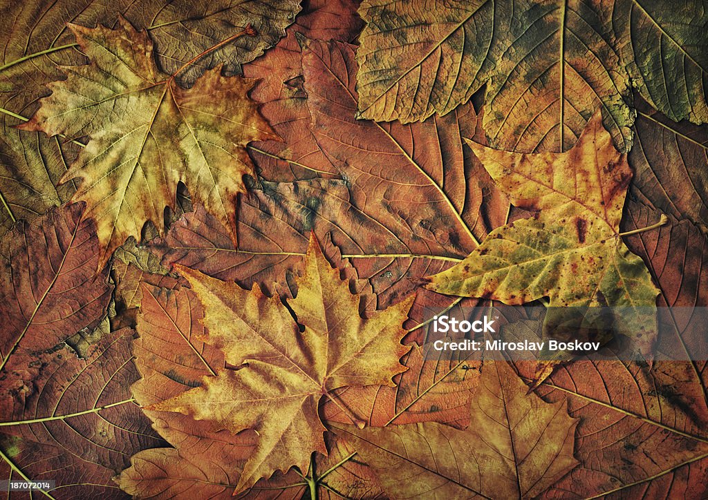 Hi-Res de bordo seco folhas no Outono isolado fundo de folhagem Vinheta - Royalty-free Amarelo Foto de stock