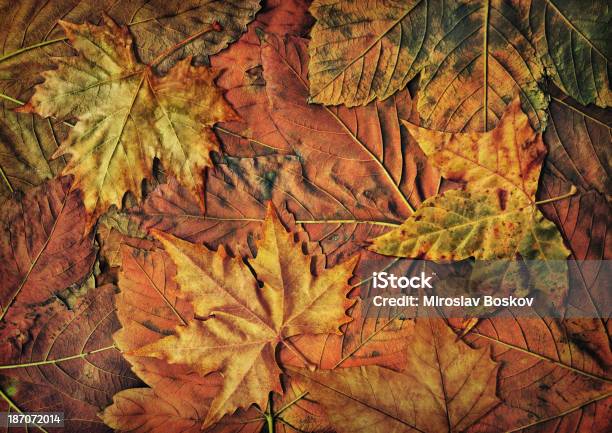 Hires De Bordo Seco Folhas No Outono Isolado Fundo De Folhagem Vinheta - Fotografias de stock e mais imagens de Amarelo