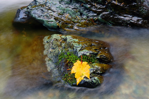 Wet yellow autumn maple leaf lying on a stone in a water brook. Fall background.