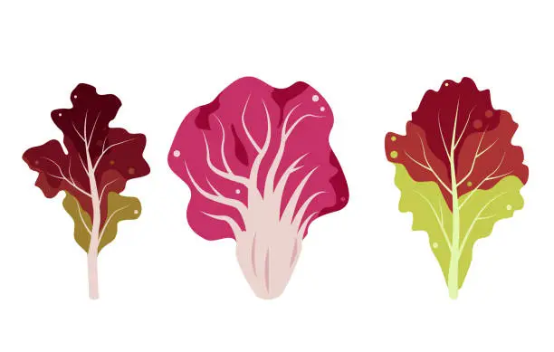 Vector illustration of Set of red Salad leaves. Radicchio, Lolo Rosso, red coral Lettuce leaves.