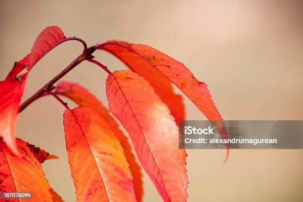 Folhas De Outono - Fotografias de stock e mais imagens de Abstrato - Abstrato, Amarelo, Beleza natural