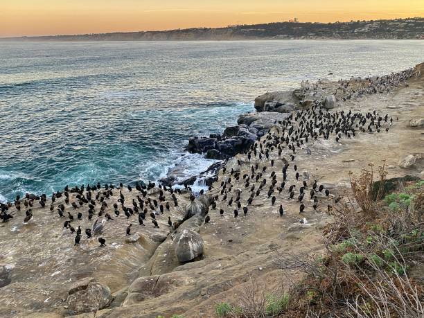 istock La Jolla Cove and Shores Scenes 1870765487